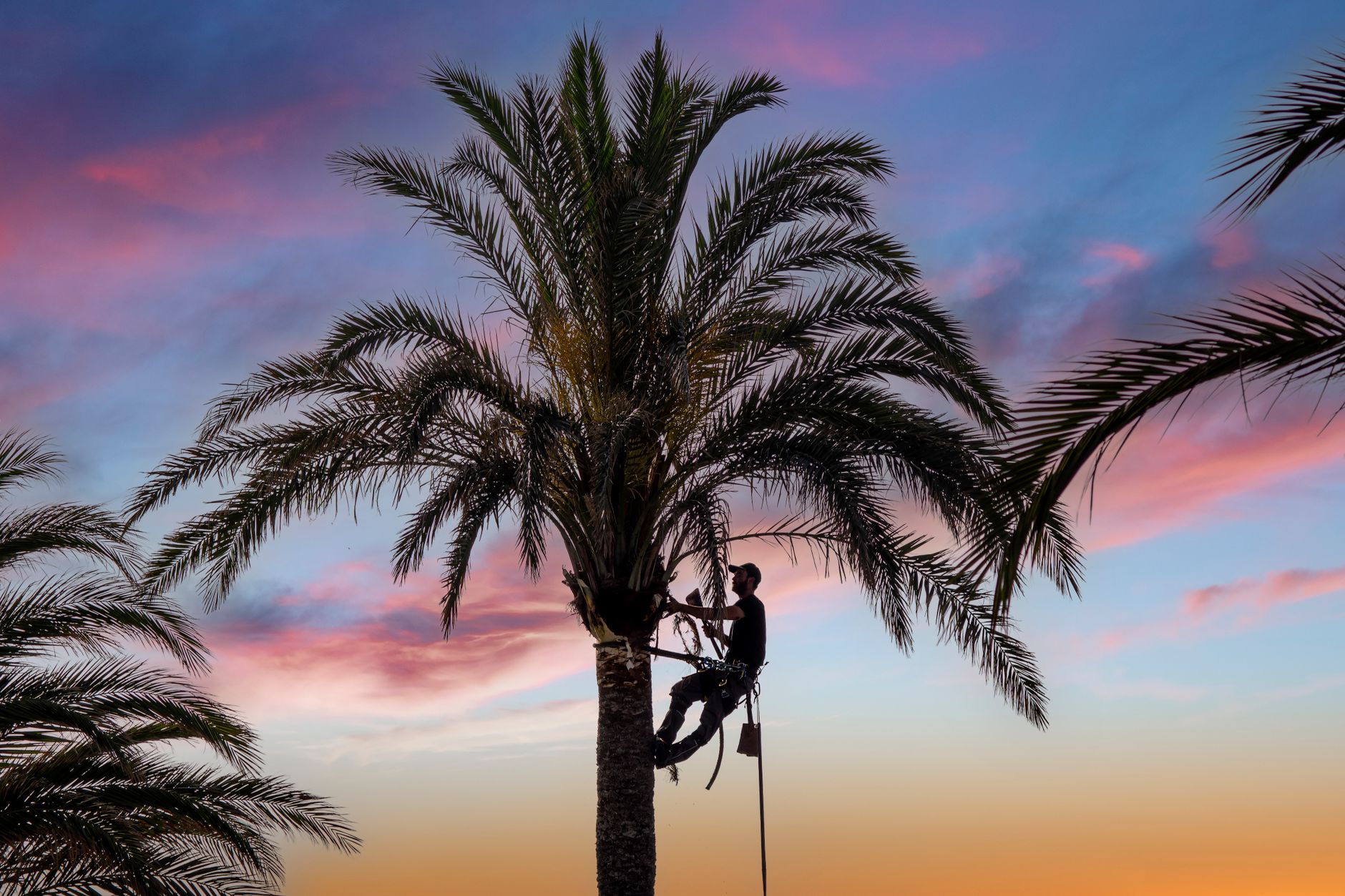 Loarca trimming a tree